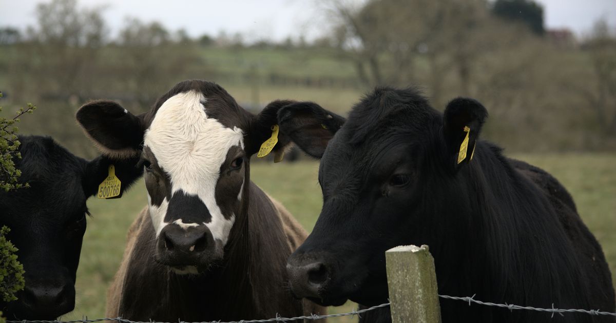 Cows missing from farm in Nash County