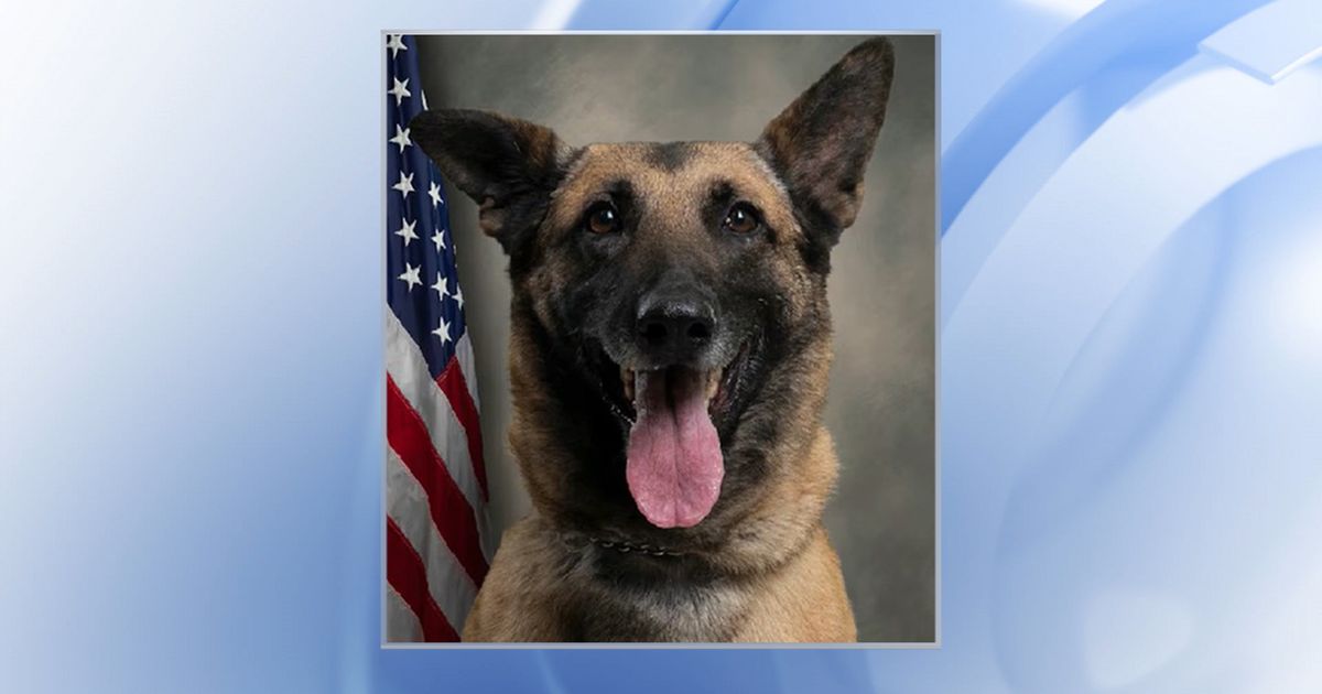 K9 Chilli was left in hot car unintentionally, Pitt County Sheriff's Office says in report