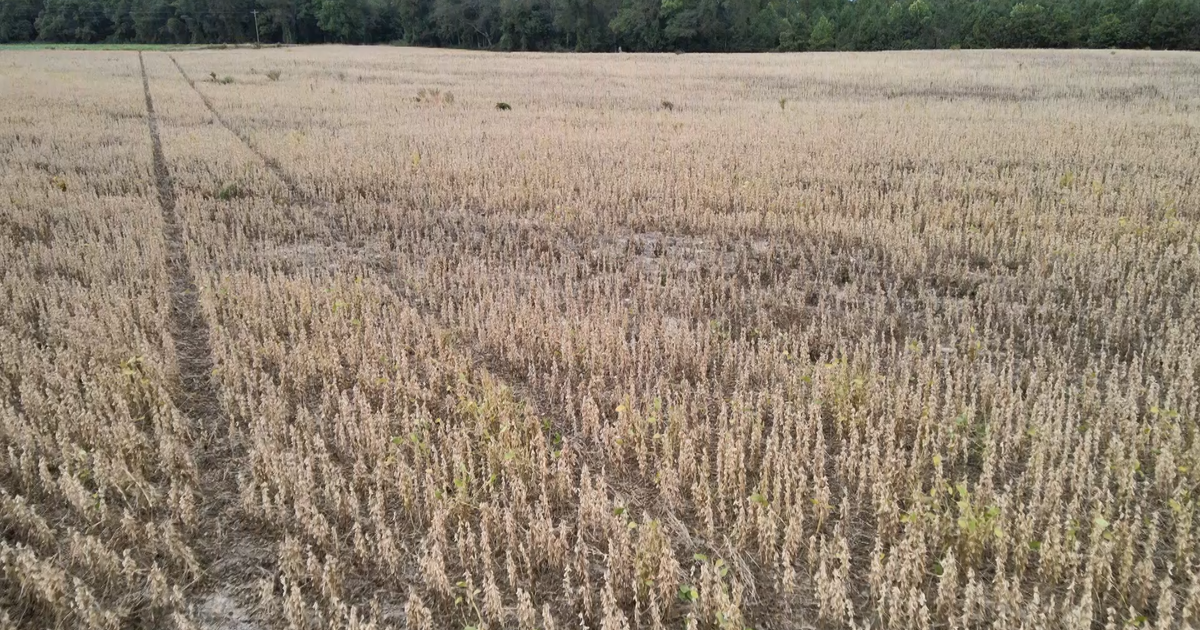 North Carolina soybean farmers face financial crisis amid trade war and China boycott