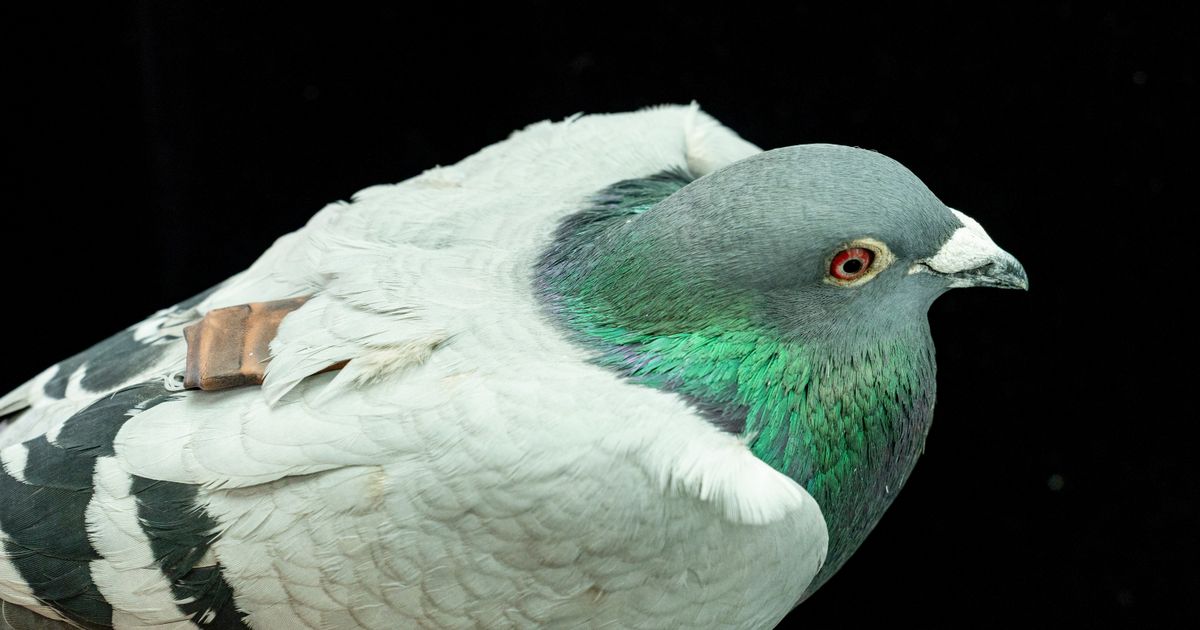 Pigeons may be navigating with their liver, study suggests