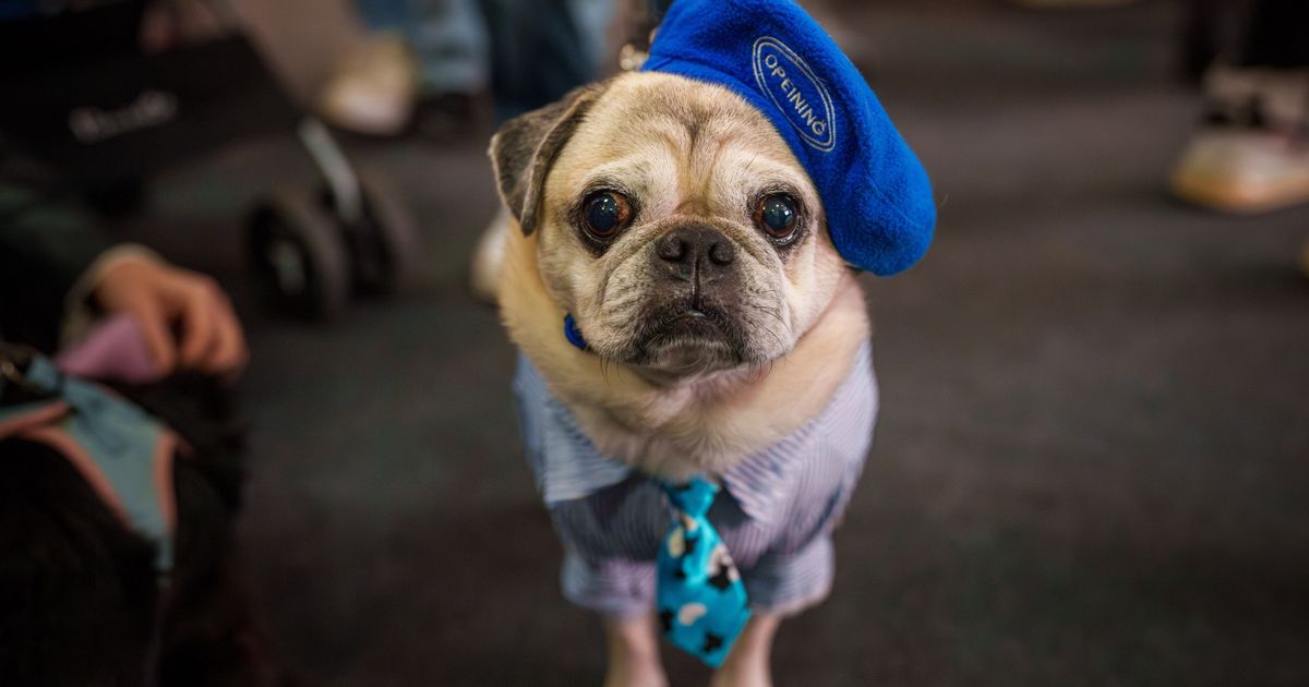 Photos of pets dressed up in costumes for Romania’s annual animal expo