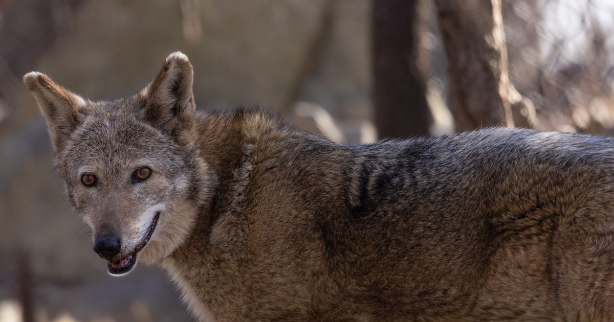 NC Zoo: Three-legged red wolf who helped repopulate species has died