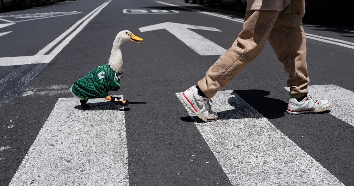 Meet Merlin the duck, a Mexico City streetside regular turned World Cup mascot