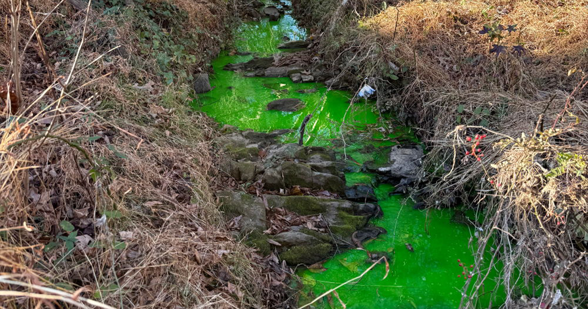 Hillsborough creek turns bright green after 50-gallon cleaning product leak raises safety concerns