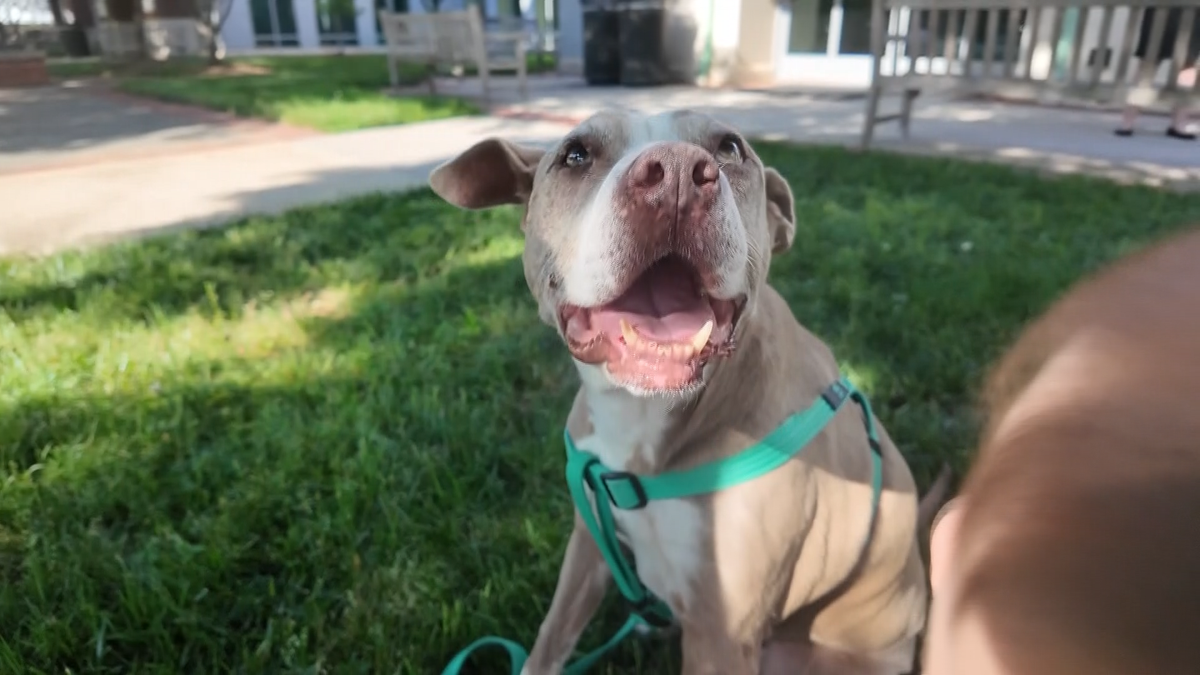 Sadie, a Benson dog who was hit by an Amazon delivery driver