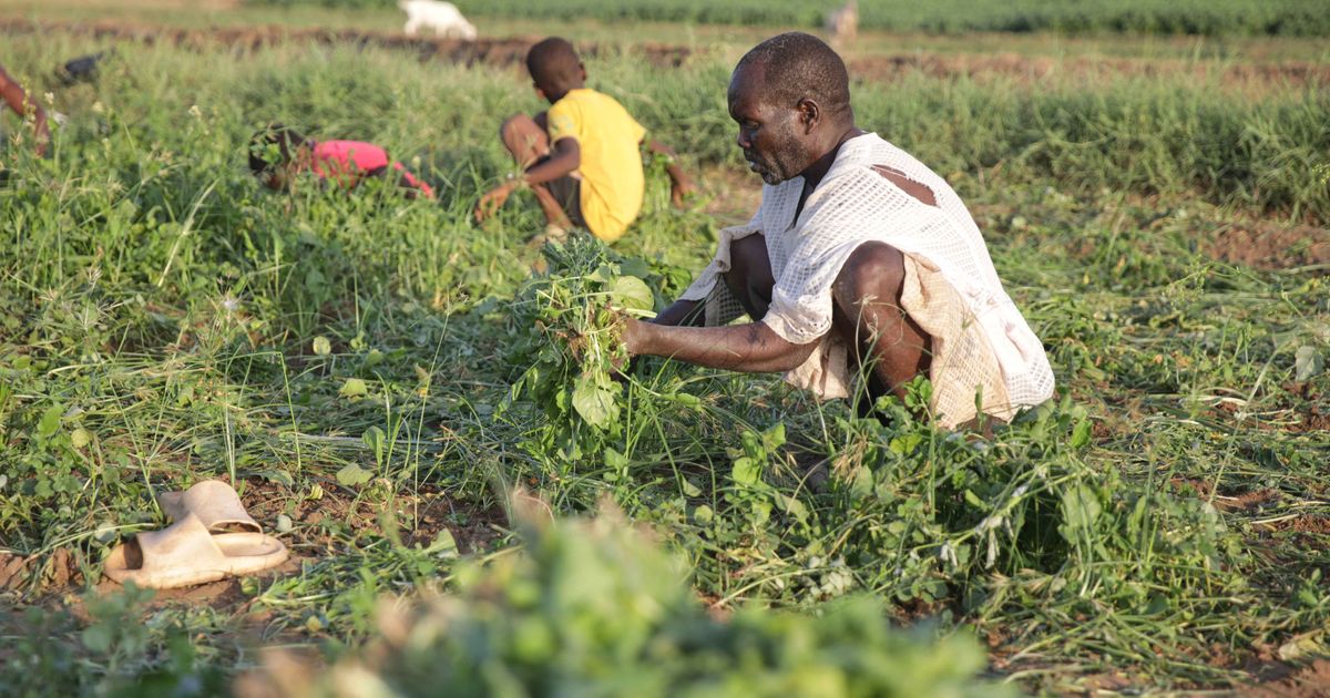 Sudan's famine risk worsened by conflict, draught and funding shortages, report says