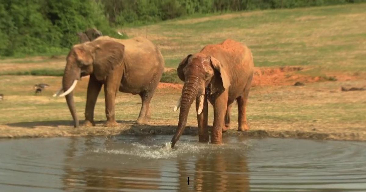 NC Zoo raises admission prices