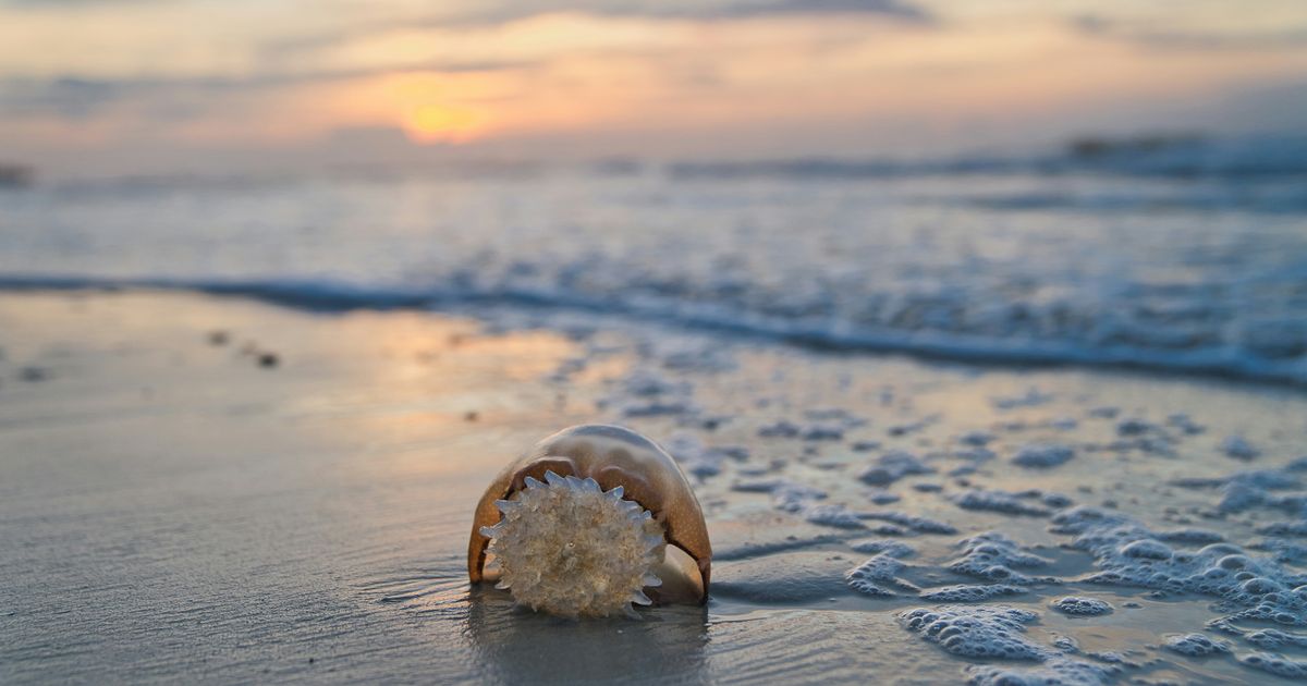 Image for Jellyfish stings on the rise across the Grand Strand