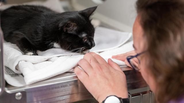 Bring home a new friend : Animal shelters offer discounts during month of August