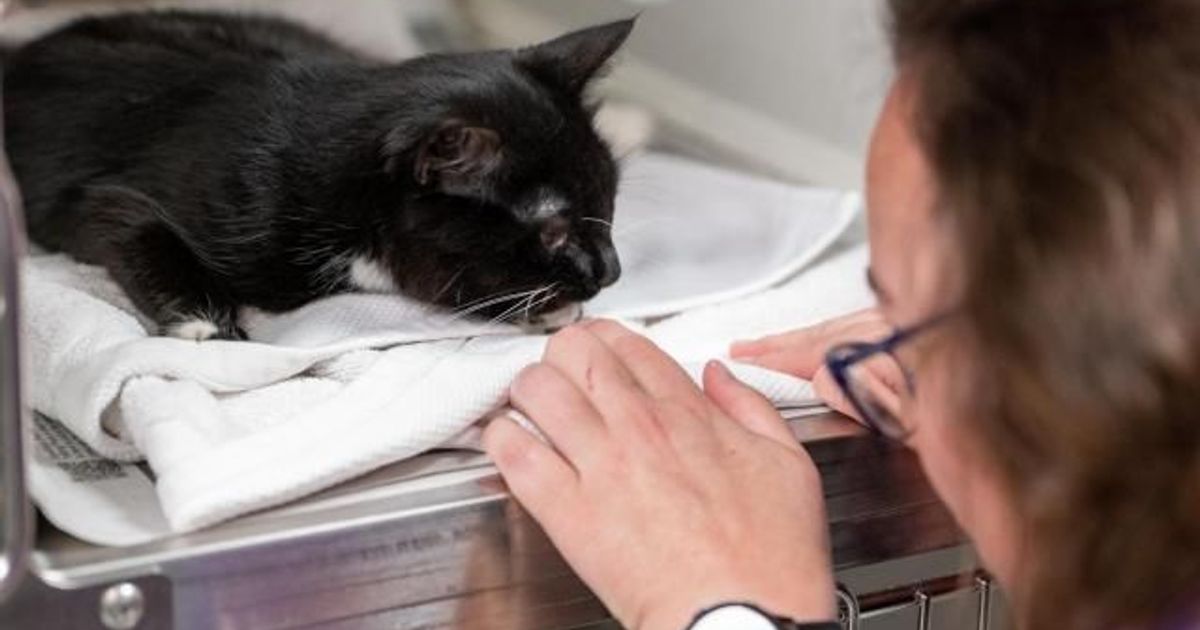 Bring home a new friend: Animal shelters offer discounts during month of August