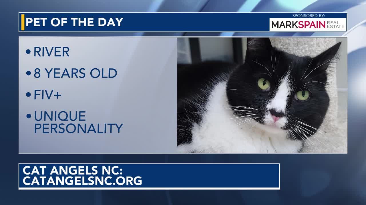 Pet of the Day, River: unique and loving, FIV positive