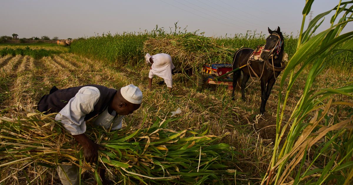 Sudan was already at war and hungry. Now its farmers are hit by another conflict