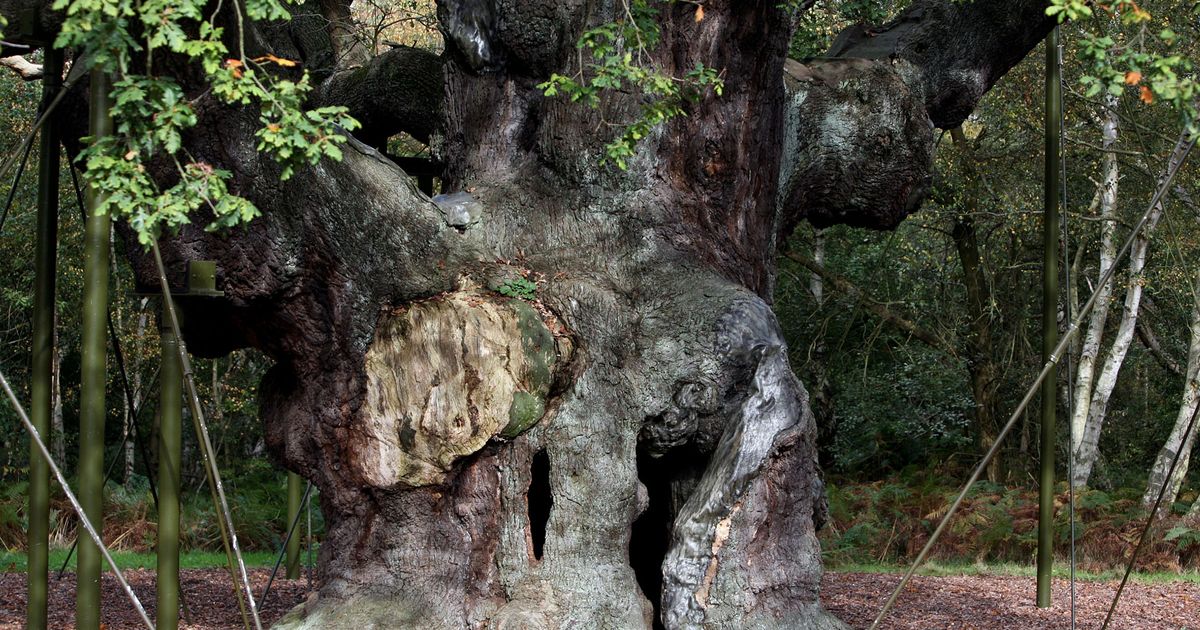 An ancient oak tree said to have sheltered legendary Robin Hood has died