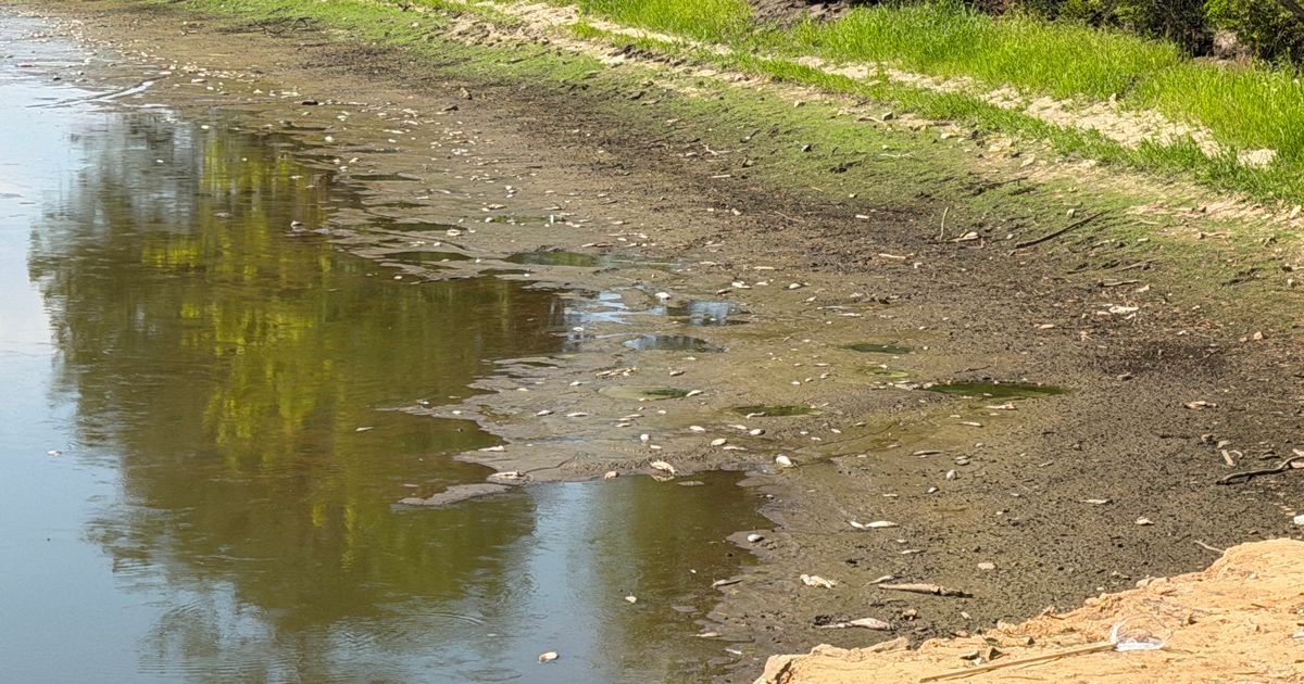 Severe drought triggers fish kill at Lake Wilson. Conditions expected to worsen in coming weeks