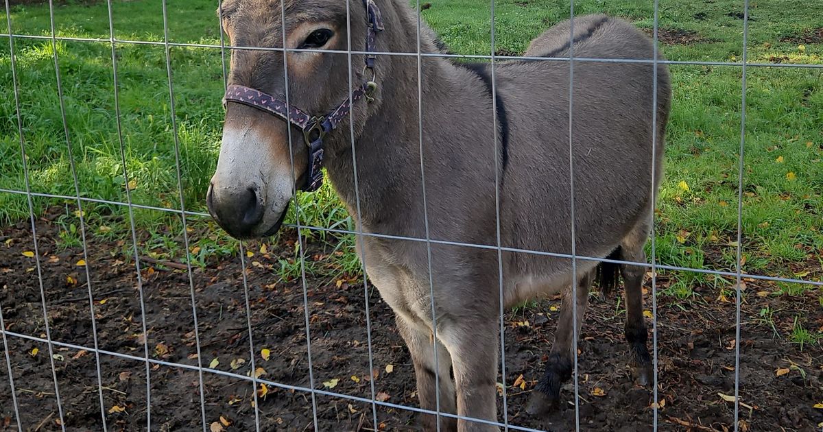 3 injured after donkey jumps into a van, kicking and biting, in ...