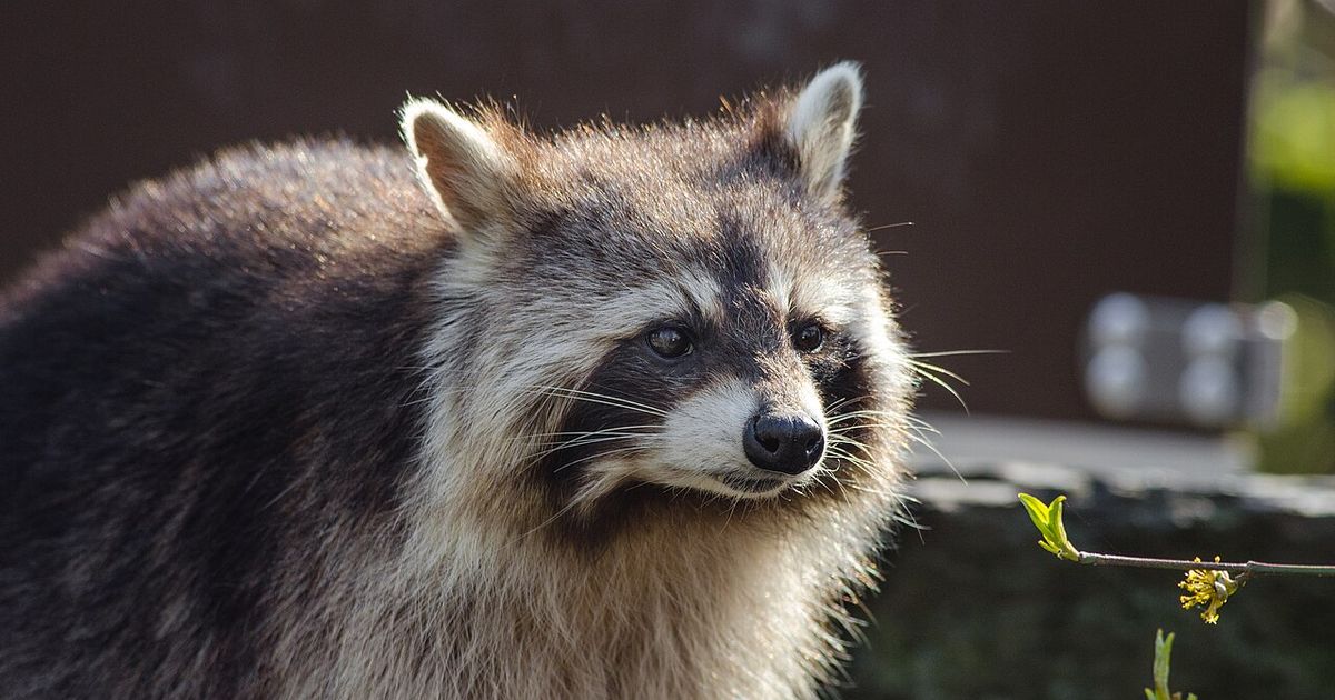 Chapel Hill raccoon tests positive for rabies, Orange County Animal Services says