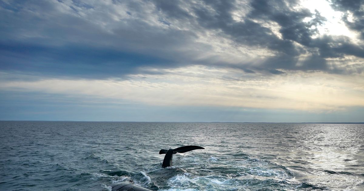 Endangered whale protections may be delayed to 2035 under Trump-backed plan