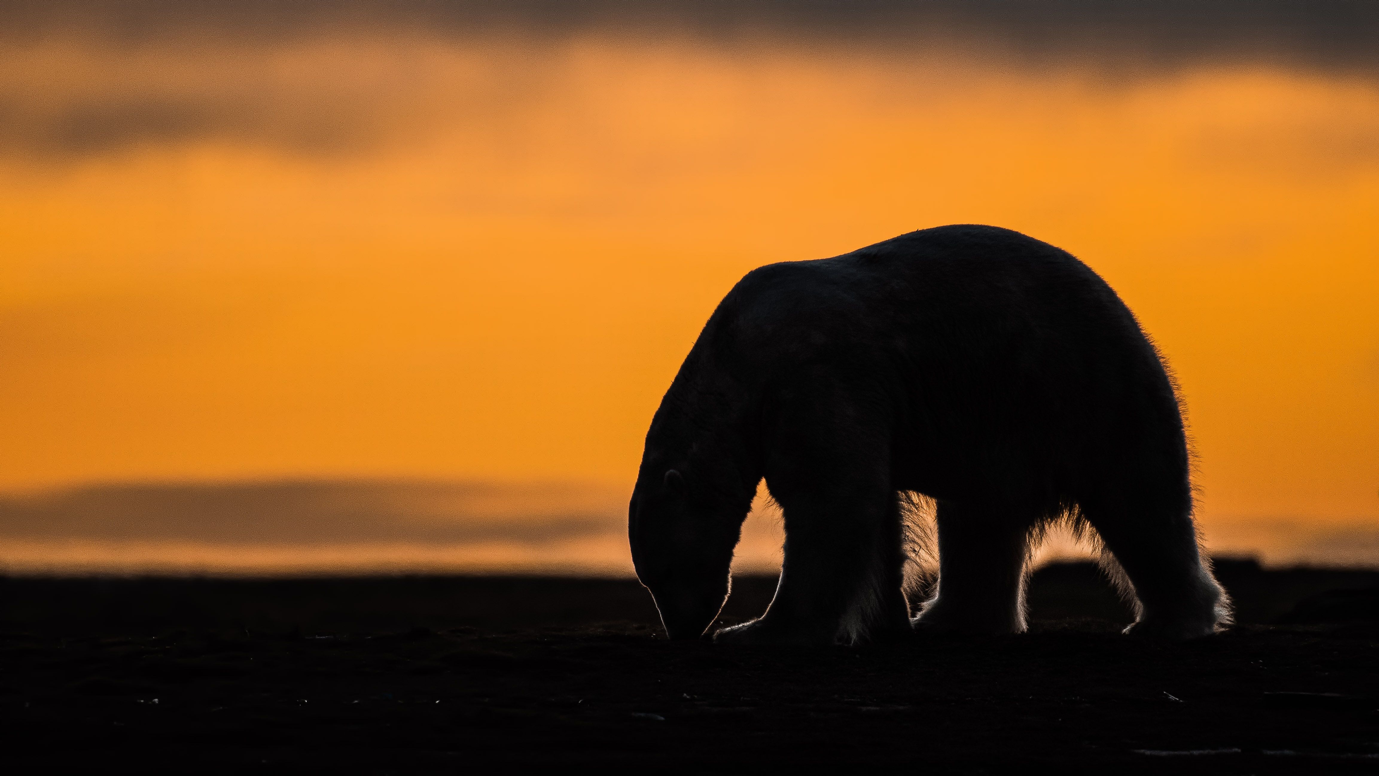 wral.com - MARK THIESSEN — Associated Press - A tiny Arctic village in Alaska is trying to revive its polar bear tourism industry