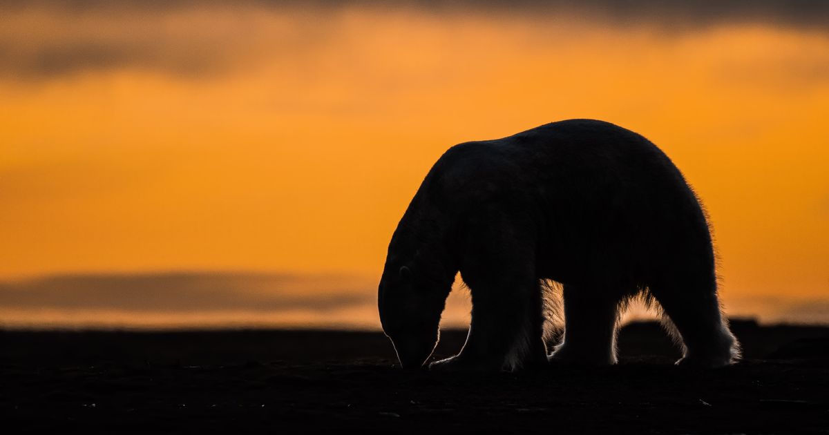 A tiny Arctic village in Alaska is trying to revive its polar bear tourism industry