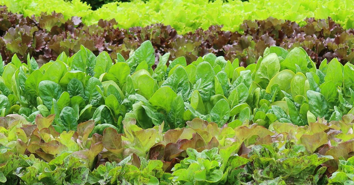 Taylor Farms expands iceberg lettuce recall to NC, 26 other states amid cyclosporiasis cases