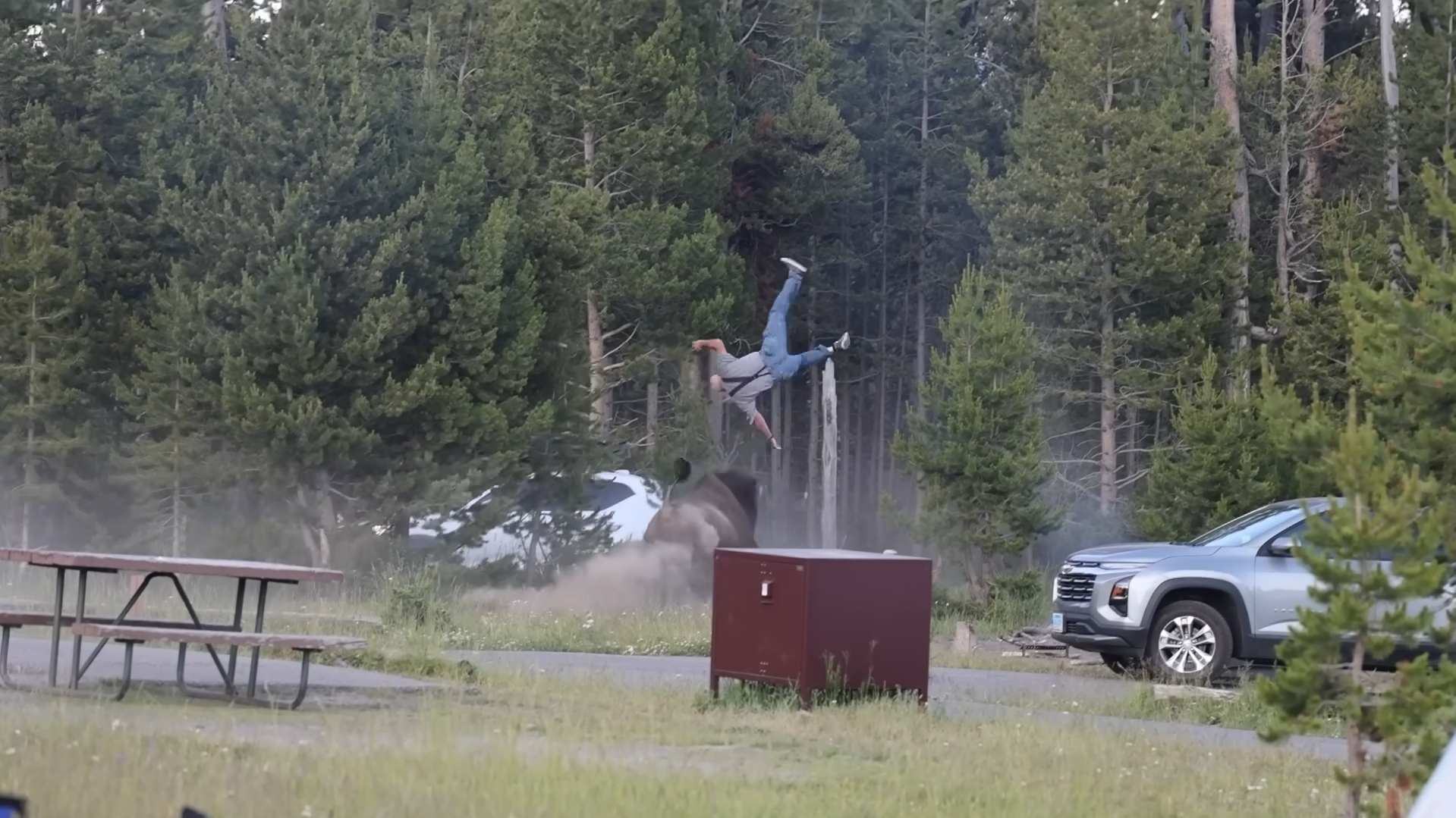 In terrifying seconds, a bison charges campers at Yellowstone