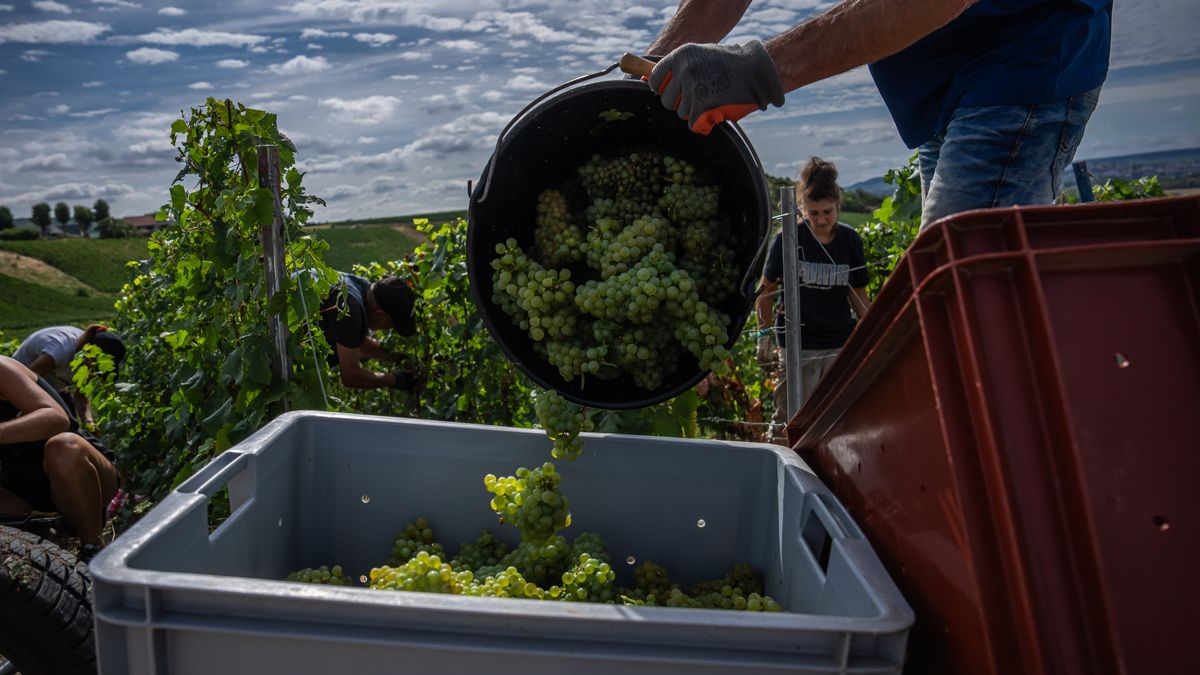 wral.com - SYLVIE CORBET and NICOLAS GARRIGA — Associated Press - Champagne growers race to preserve quality in record-early harvest