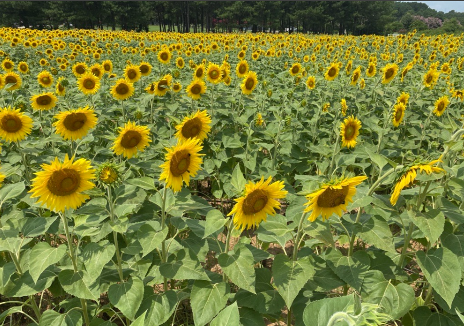 Dix Park sunflowers blooming soon, park says
