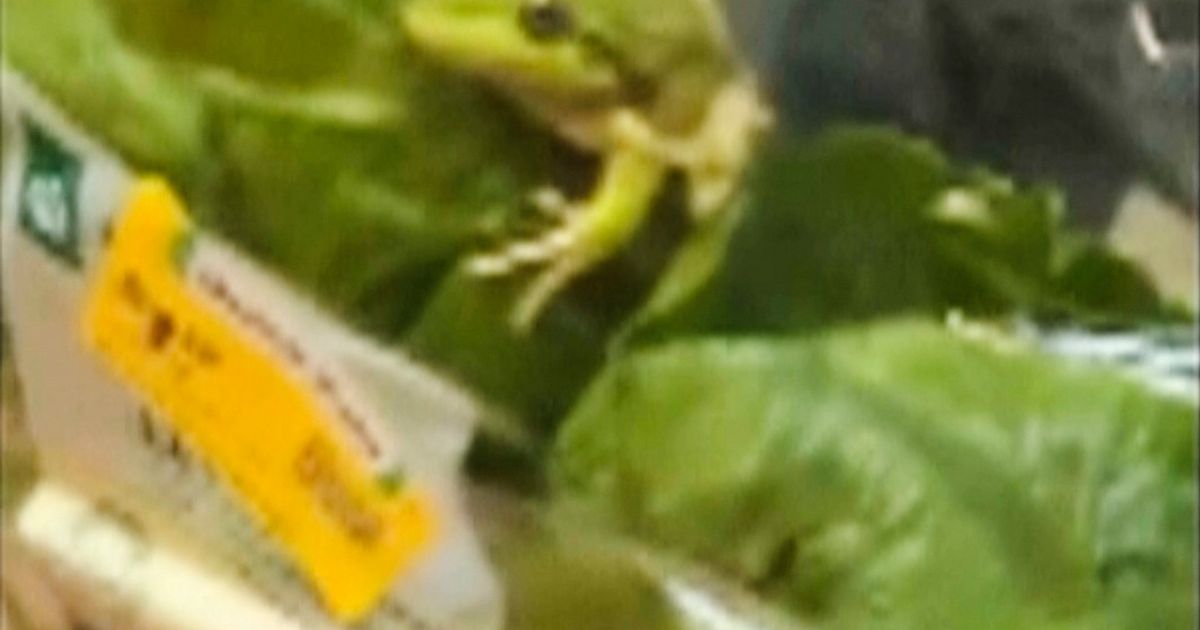 Lettuce introduce you to the live frog found in this grocery store salad bag