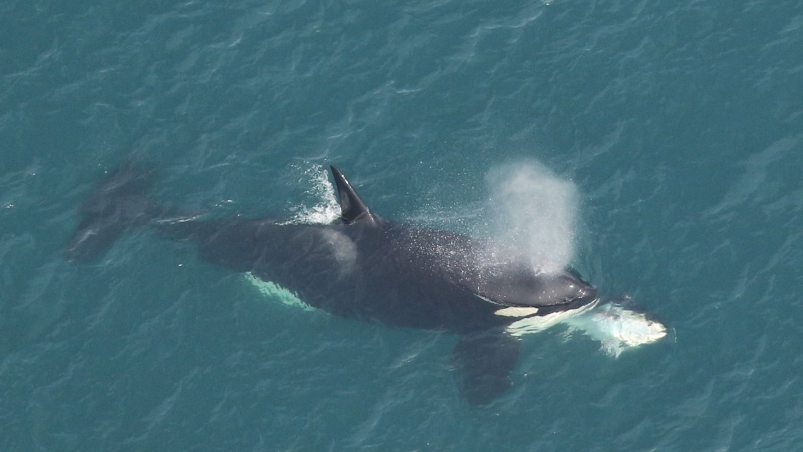 Surprise! Killer whale spotted off the North Carolina coast :: WRAL.com