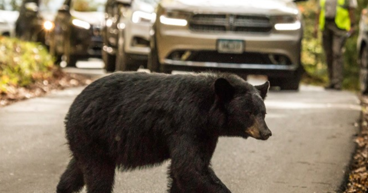 Part of Great Smoky Mountains trail closed over 'aggressive' bear encounters