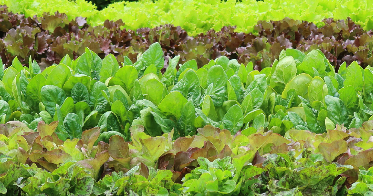 Cyclospora linked to Taylor Farms lettuce sent to Taco Bell