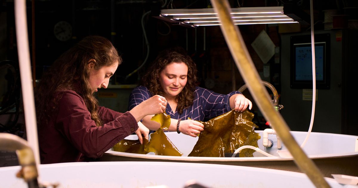 Planes and ships could run on kelp someday, but there are serious hurdles