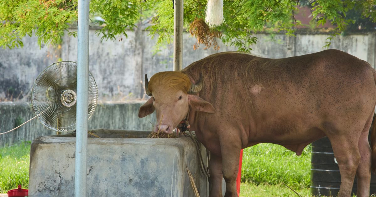 Buffalo named Donald Trump for his golden locks is a sensation at a Bangladesh zoo