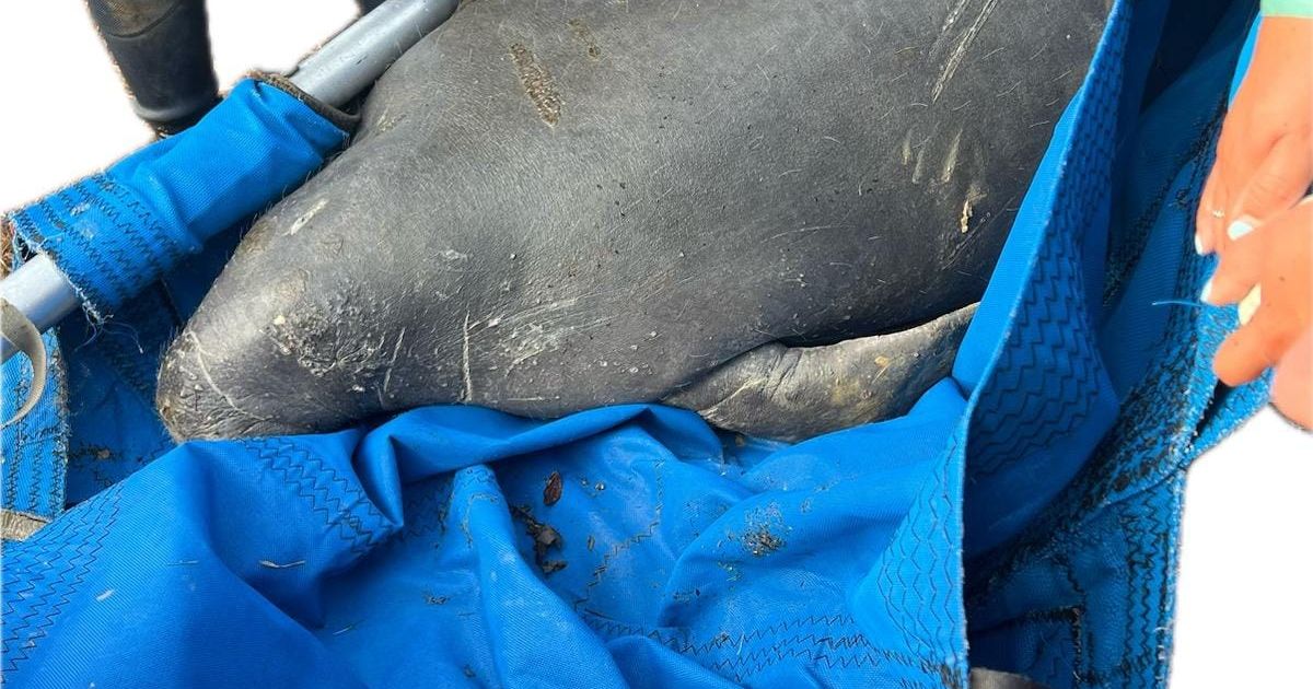 855-pound manatee rescued from Tar River in Pitt County :: WRAL.com