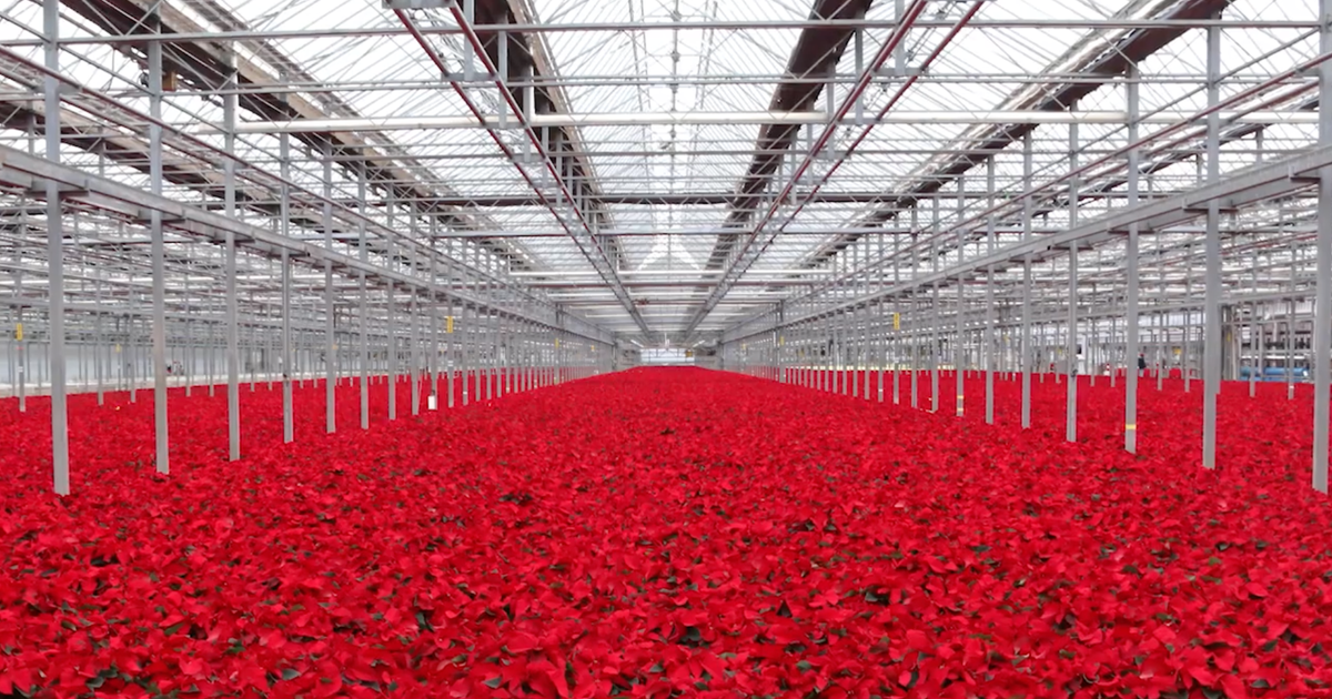 From tropical shrub to Christmas Icon, how an NC State professor found the secret to the poinsettia