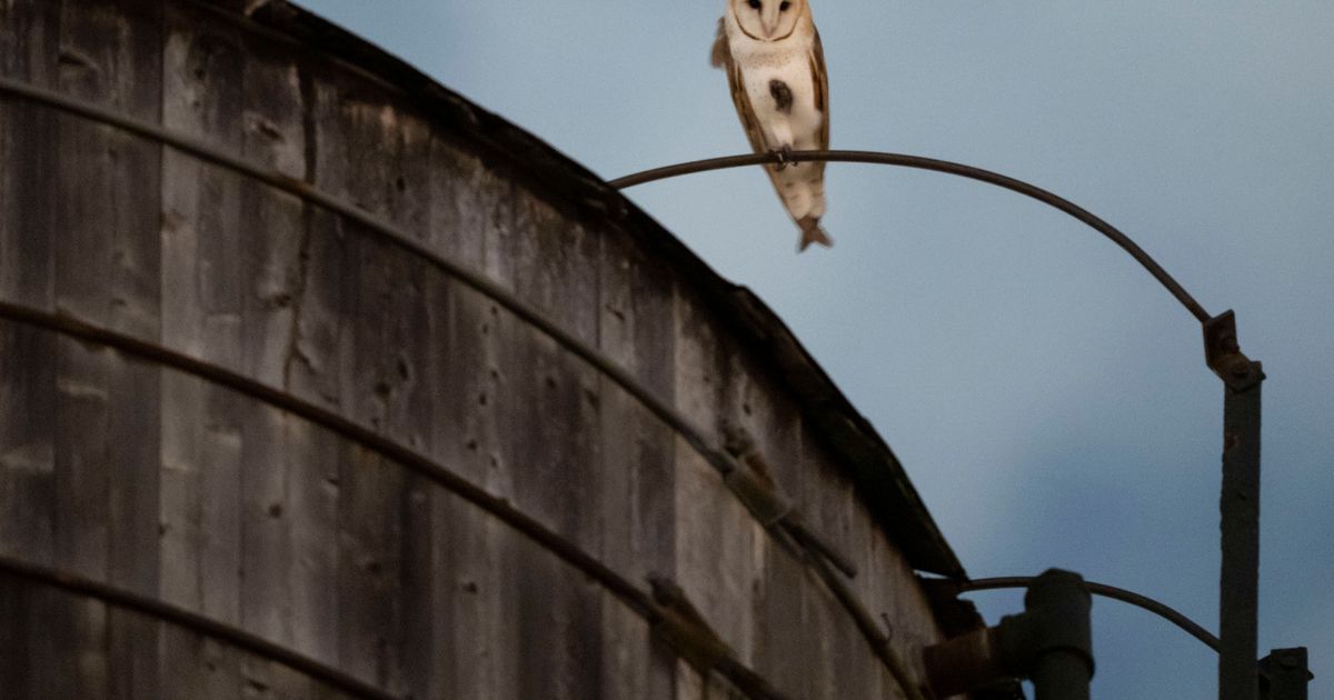 A rare family of barn owls moved into Manhattan's Upper West Side. New Yorkers are captivated