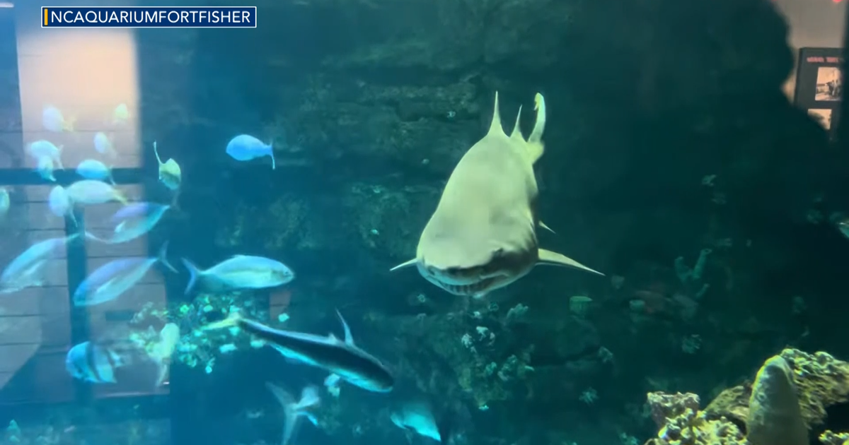 Beautiful view of Expansion Aquarium Sized Today Dato Syscia Impulses