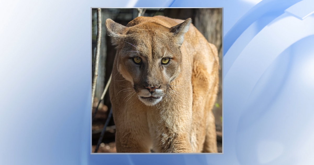 NC Zoo's cougar named Heath dies :: WRAL.com