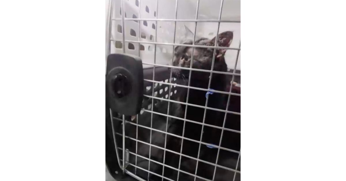 'Catman' to the rescue, as man pulls stuck Long Island pet to safety after long ordeal