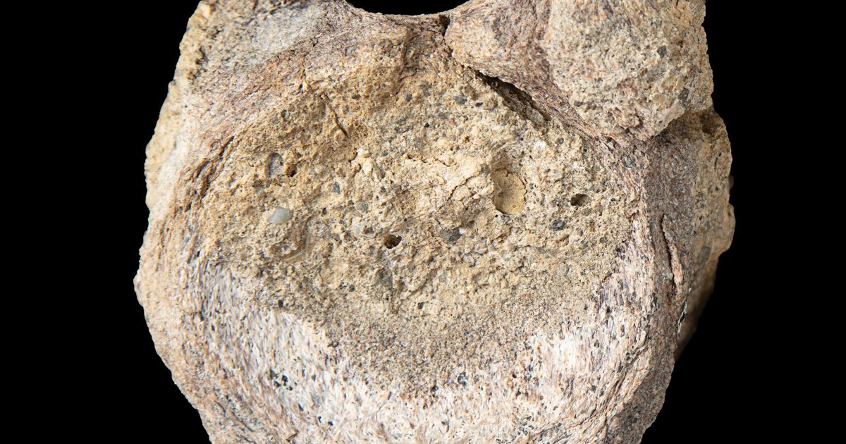A rare dinosaur fossil from Antarctica is found tucked away in a drawer