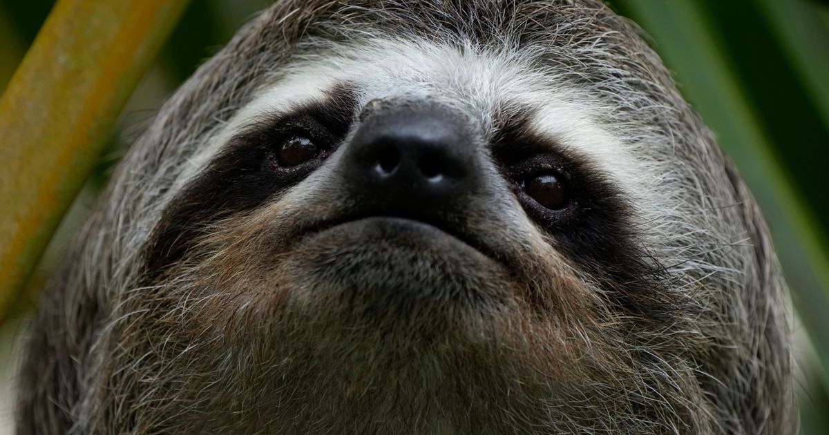Sickness, cold killed nearly 30 sloths at a Florida import warehouse in 2024 and 2025