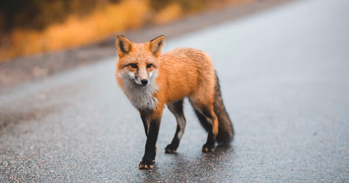 Image for Fox attacks man and tests positive for rabies; third rabid fox attack in Wake Co. this month - WRAL.com