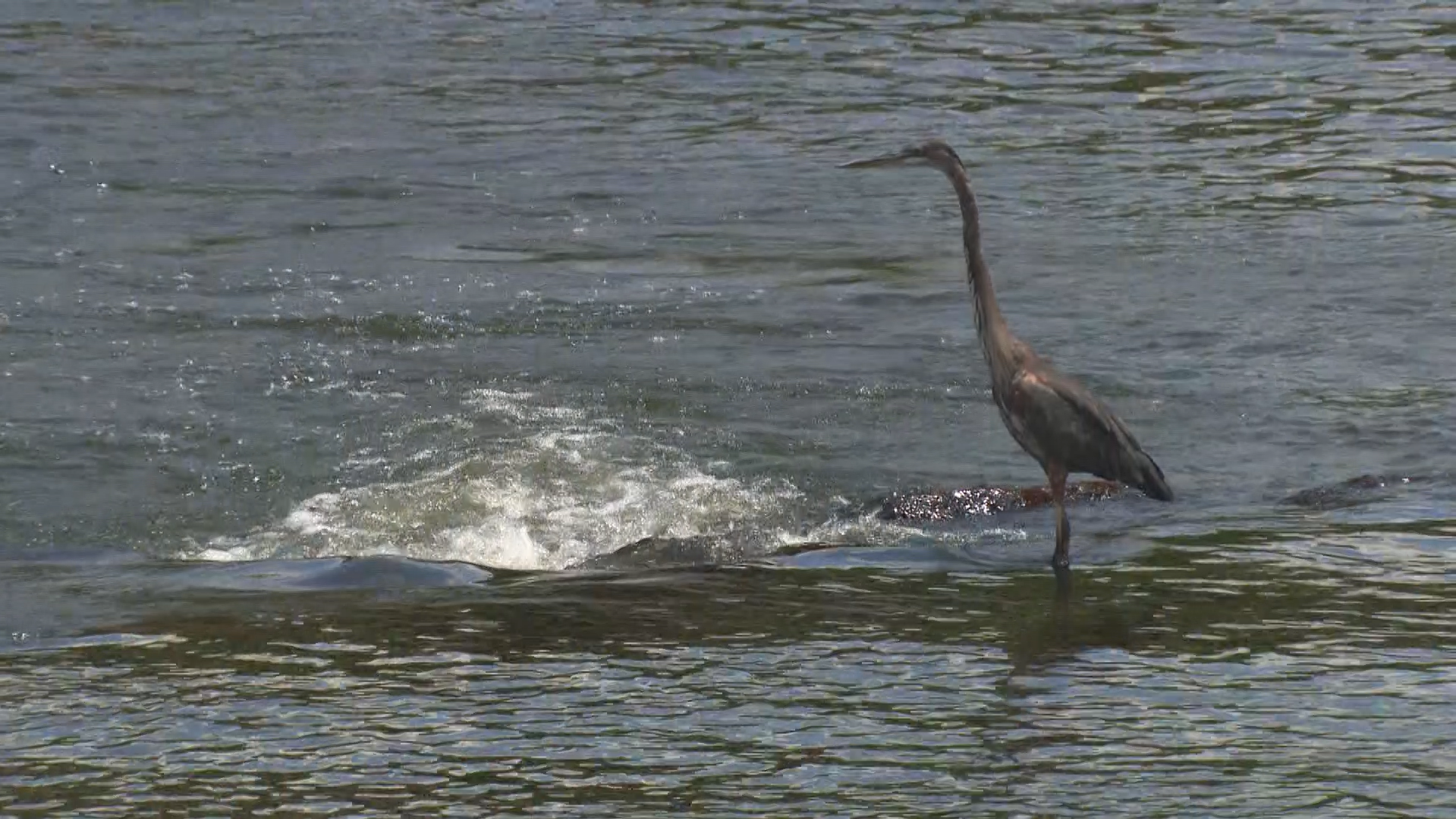 Jordan Lake water levels see small improvements during drought