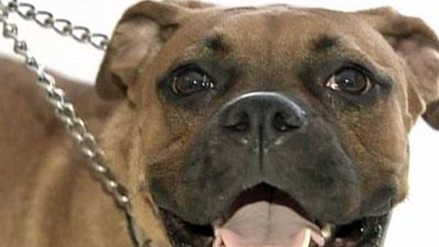 Neglect alleged at dog training, boarding academy