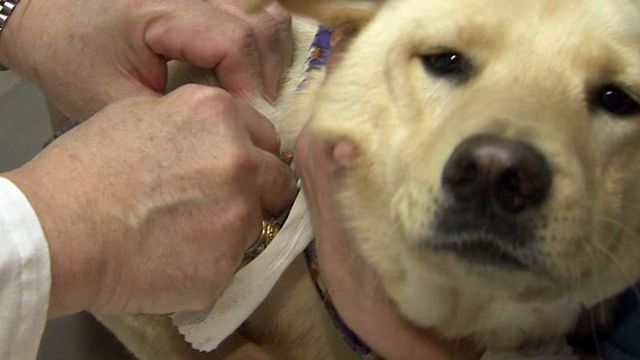Some dogs at higher risk of catching flu