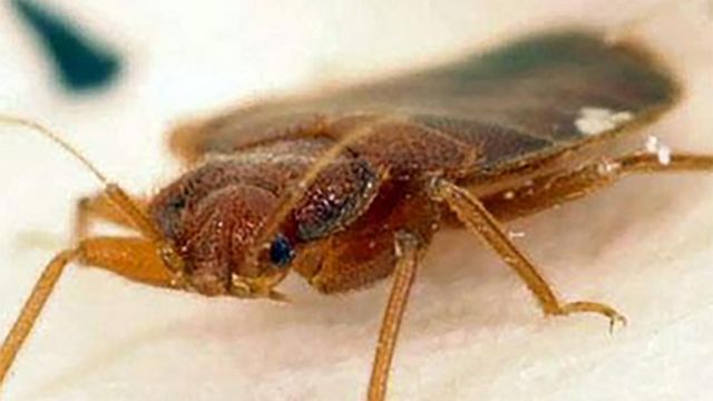 Triangle pest experts tackle growing bedbug problem