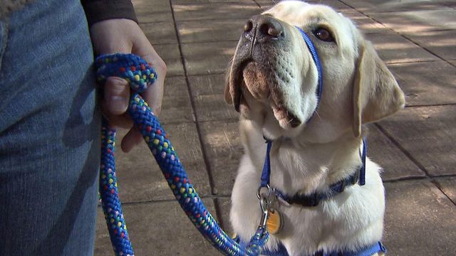Service dog-in-training denied bus access