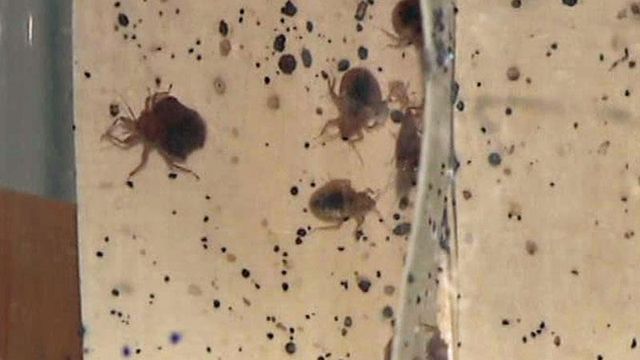 New heat treatment scorches exploding bedbug problem