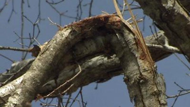 Goldsboro tree-cutting company leaves damage