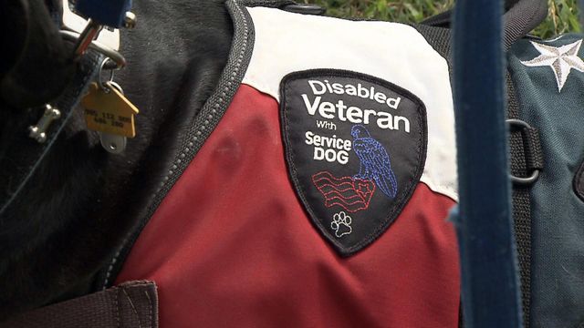 Fake service dogs putting people 'at risk'